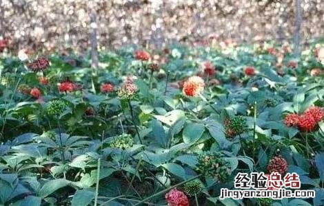 沙参的田间管理技术 沙参的种植与生长条件