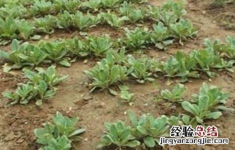 沙参的田间管理技术 沙参的种植与生长条件