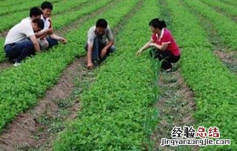 沙参的田间管理技术 沙参的种植与生长条件