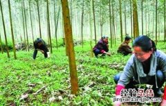 连钱草的种植技术 连钱草种植技术第二年亩产量多少