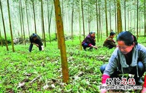 连钱草的种植技术 连钱草种植技术第二年亩产量多少