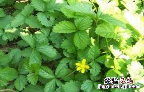 连钱草的种植技术 连钱草种植技术第二年亩产量多少