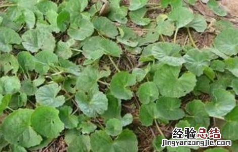 连钱草的种植技术 连钱草种植技术第二年亩产量多少