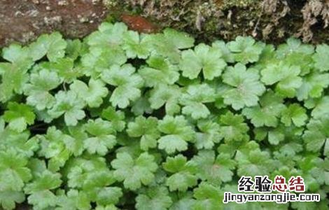 连钱草的种植技术 连钱草种植技术第二年亩产量多少