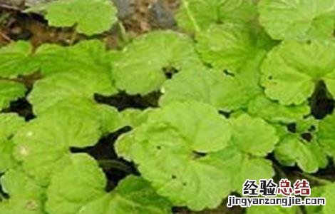 连钱草的种植技术 连钱草种植技术第二年亩产量多少