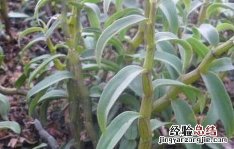 石斛的种植技术与管理 石斛的田间管理技术