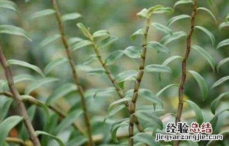 石斛的种植技术与管理 石斛的田间管理技术