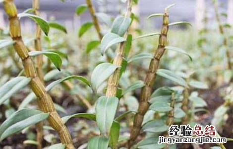 石斛的种植技术与管理 石斛的田间管理技术