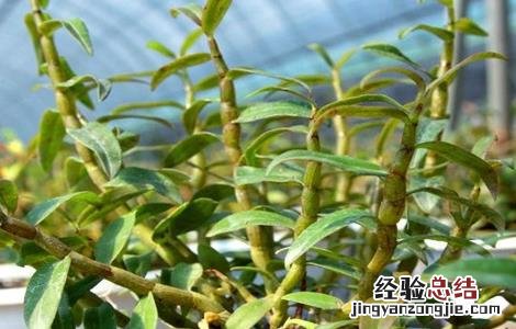 石斛的种植技术与管理 石斛的田间管理技术