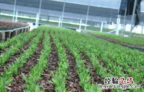 石斛的种植技术与管理 石斛的田间管理技术