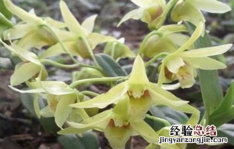 石斛的种植技术与管理 石斛的田间管理技术