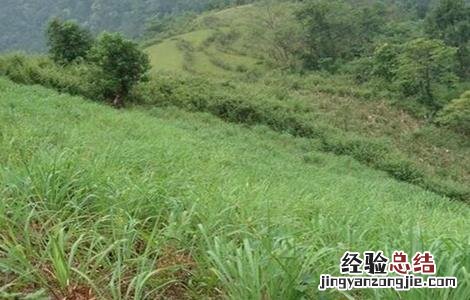 香茅草的种植方法与时间 香茅草的种植方法