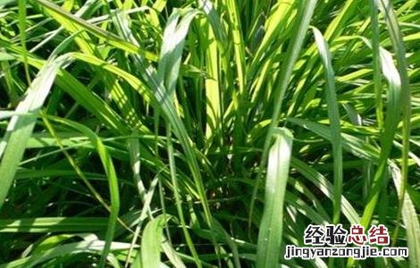 香茅草的种植方法与时间 香茅草的种植方法