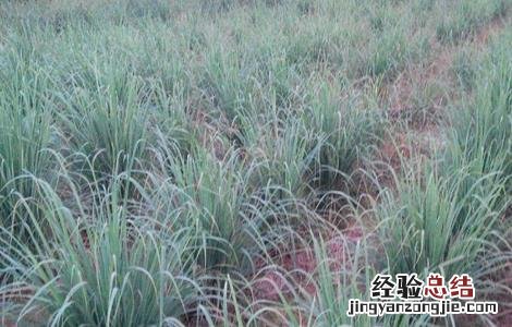 香茅草的种植方法与时间 香茅草的种植方法