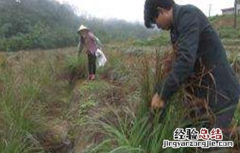 香茅草的种植方法与时间 香茅草的种植方法