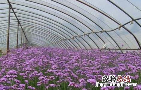 马鞭草的种植方法 马鞭草的种植方法视频