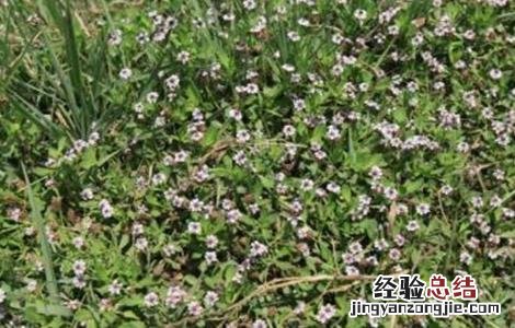 马鞭草的种植方法 马鞭草的种植方法视频