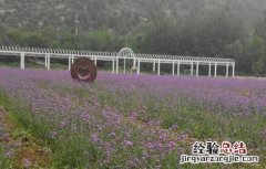 马鞭草的种植方法 马鞭草的种植方法视频
