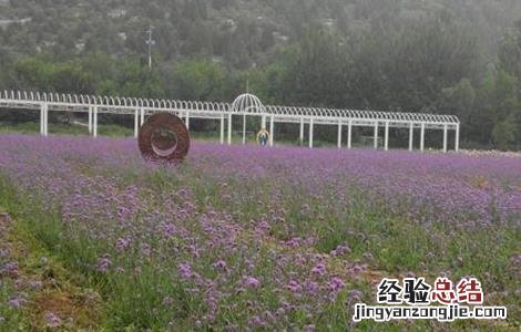 马鞭草的种植方法 马鞭草的种植方法视频