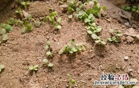 益母草栽培技术要点 益母草的田间管理技术