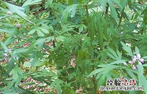 益母草栽培技术要点 益母草的田间管理技术