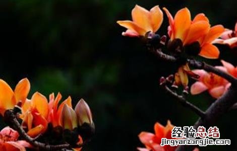 木棉的嫁接繁殖技术有哪些 木棉的嫁接繁殖技术