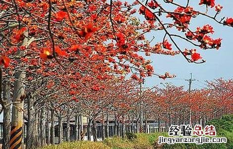 木棉的嫁接繁殖技术有哪些 木棉的嫁接繁殖技术