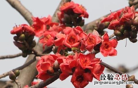 木棉的嫁接繁殖技术有哪些 木棉的嫁接繁殖技术