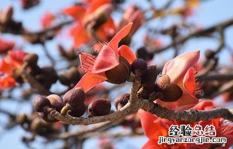 木棉的嫁接繁殖技术有哪些 木棉的嫁接繁殖技术