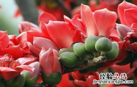 木棉的种植方法 木棉的种植方法有哪些