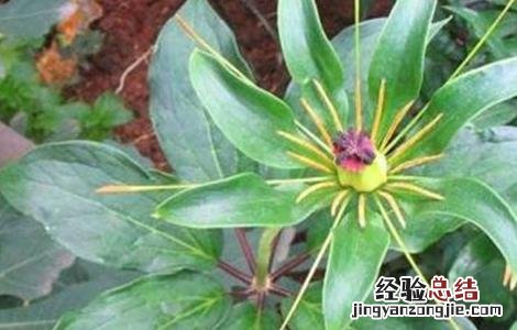 新手种植重楼常见问题 新手种植重楼常见问题及措施