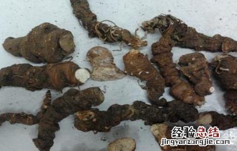 新手种植重楼常见问题 新手种植重楼常见问题及措施
