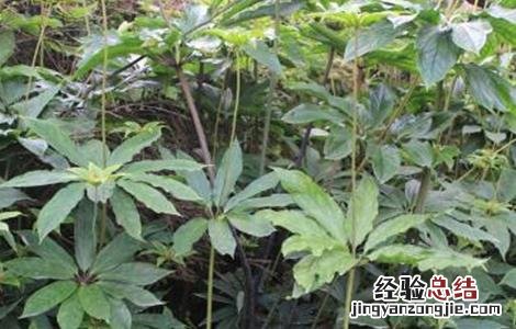 新手种植重楼常见问题 新手种植重楼常见问题及措施