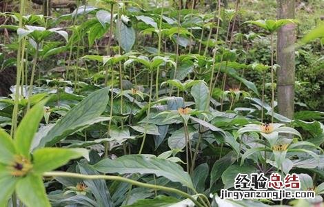 新手种植重楼常见问题 新手种植重楼常见问题及措施