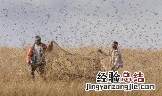 为什么印度爆发蝗灾 带你了解未来蝗灾走向