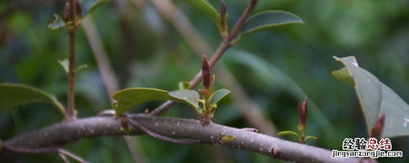 金樱子一亩产量多少 金樱子亩产量多少斤