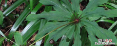 重楼的种植前景，附重楼的栽培条件及栽培技术