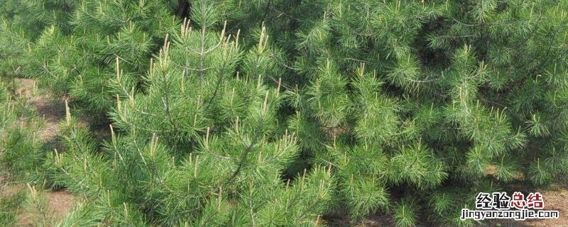 白皮松种植技术 白皮松种植前景，白皮松的栽培价值