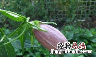 紫斑风铃草盆栽好养吗 紫斑风铃草盆栽好养吗视频