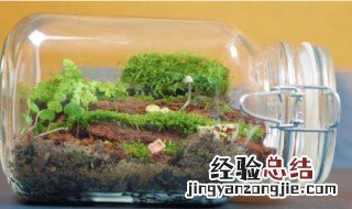 微景观生态瓶怎么养 微景观生态瓶能活多久