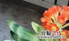 怎么才能种好花 怎么才能种好花草