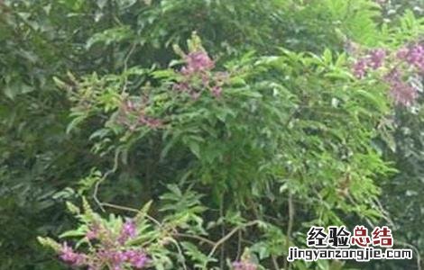 鸡血藤品种图片大全 鸡血藤有哪些品种