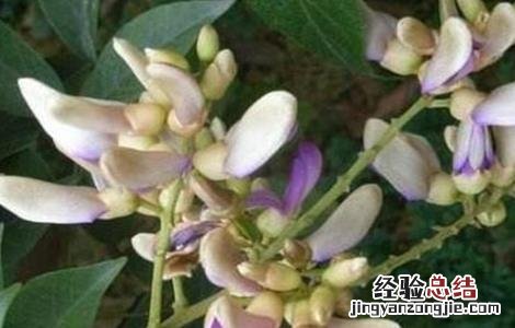 鸡血藤品种图片大全 鸡血藤有哪些品种