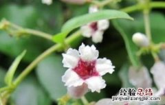 鸡血藤品种图片大全 鸡血藤有哪些品种