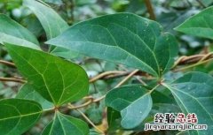大血藤种植方法 大血藤的种植技术