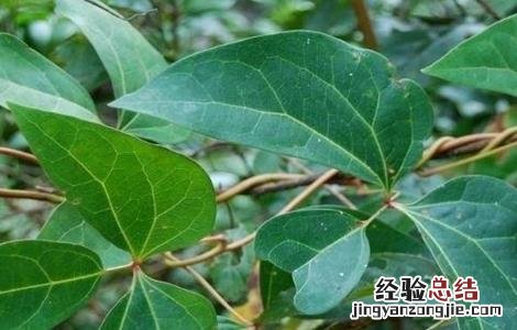 大血藤种植方法 大血藤的种植技术