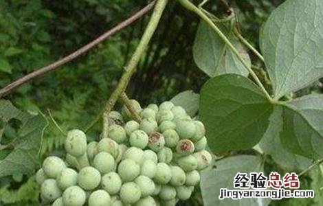 大血藤种植方法 大血藤的种植技术