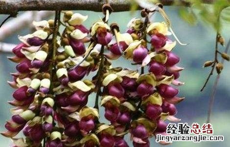 大血藤种植方法 大血藤的种植技术
