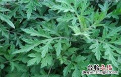 白蒿的种植技术视频 白蒿的种植技术