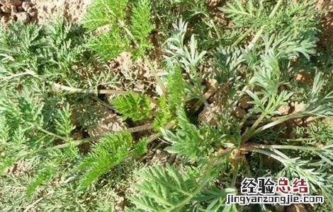 白蒿的种植技术视频 白蒿的种植技术